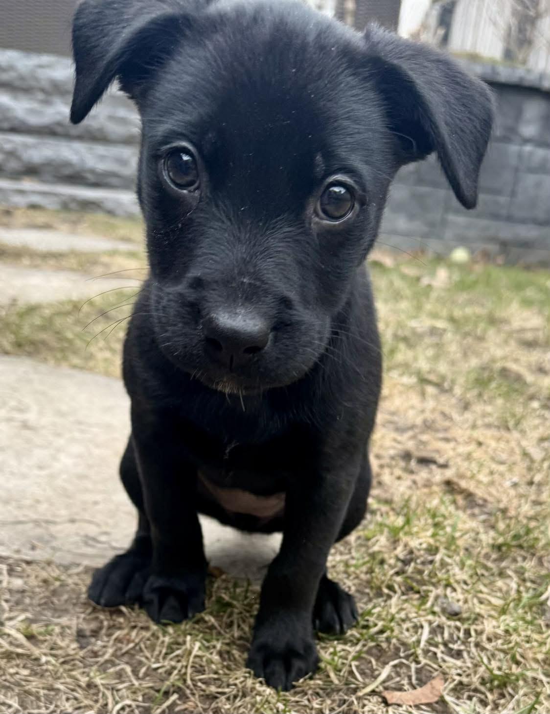 Enlarge Shadow, an adopted mixed breed in Toronto, ON image 1/3