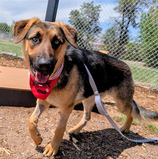 Enlarge FORD, a Adoptable German Shepherd Dog in Denver, CO image 1/1