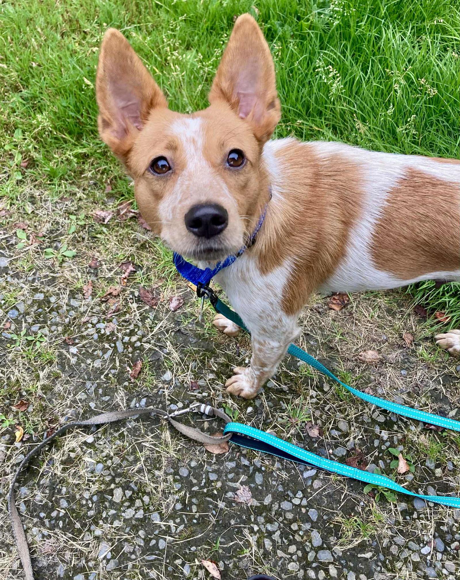 Darlene, Adopted, Young Female Cattle Dog & Brittany Spaniel.