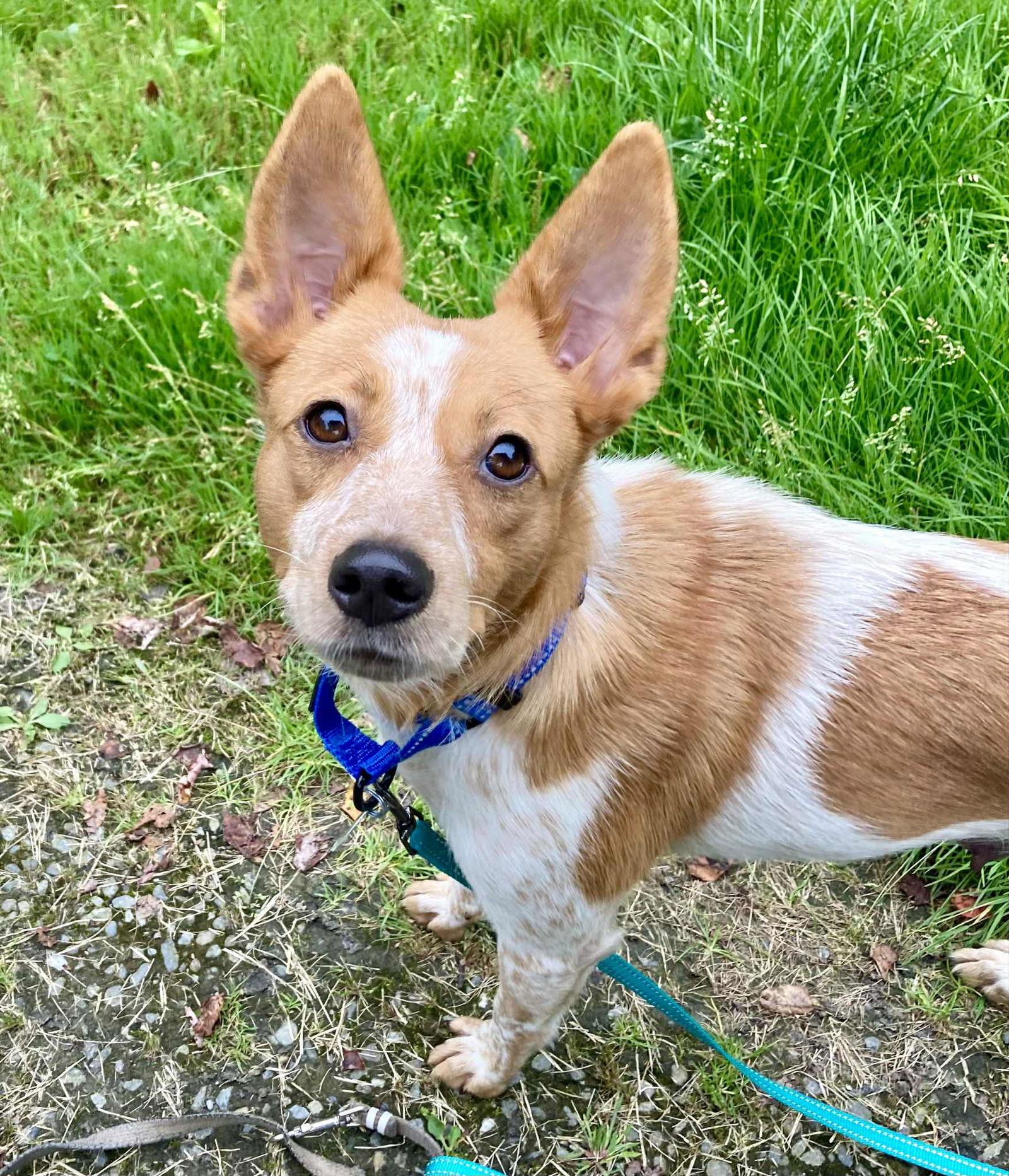Enlarge Darlene, a Adopted mixed breed in Montpelier, VT image 2/3
