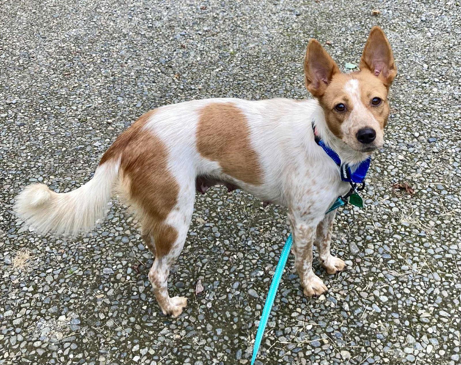 Enlarge Darlene, a Adopted mixed breed in Montpelier, VT image 3/3