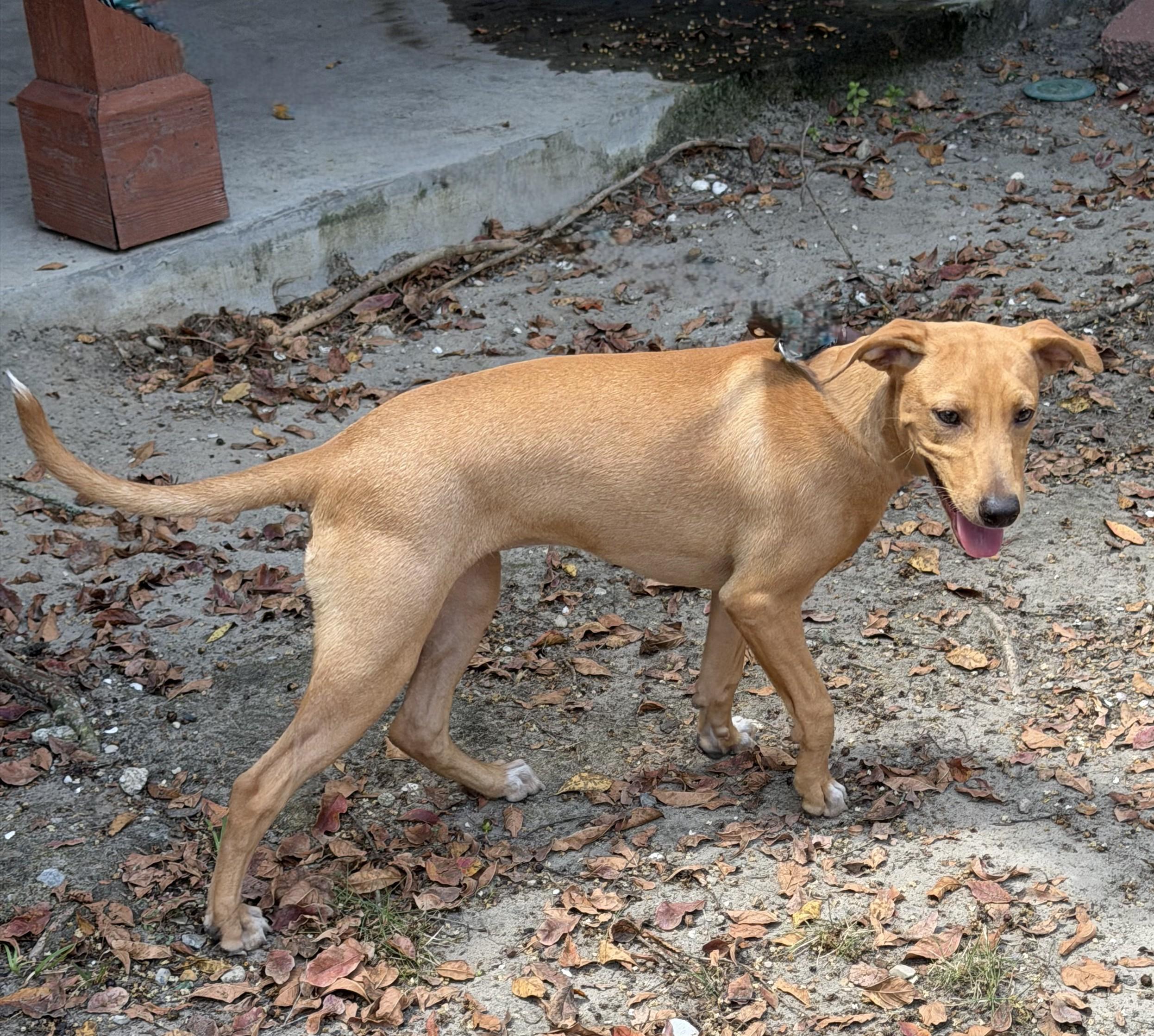 Linda, an adopted mixed breed in Slidell, LA image 2/3