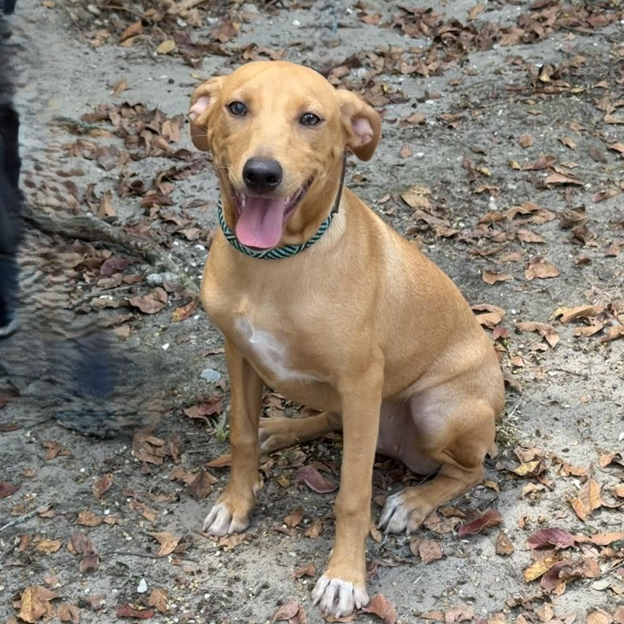 Linda, adopted, Puppy Female Terrier & Labrador Retriever.