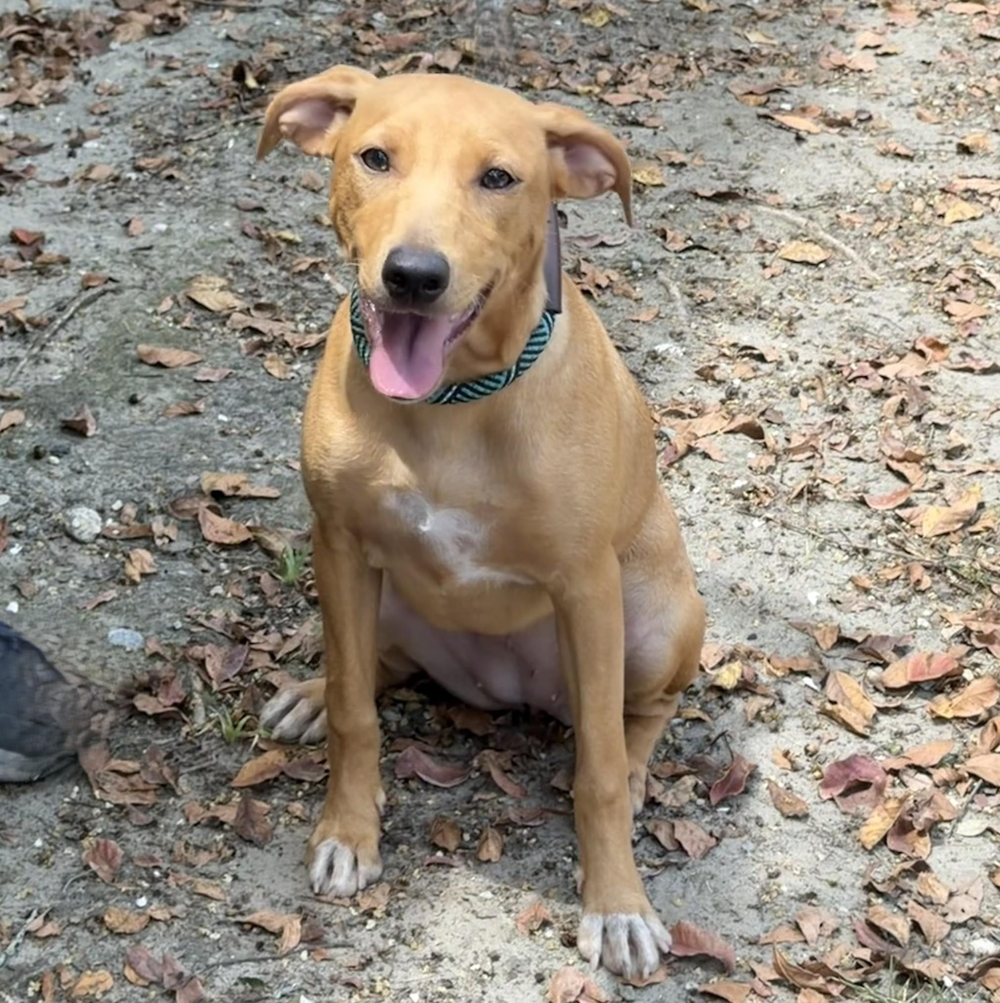 Linda, an adopted mixed breed in Slidell, LA image 3/3