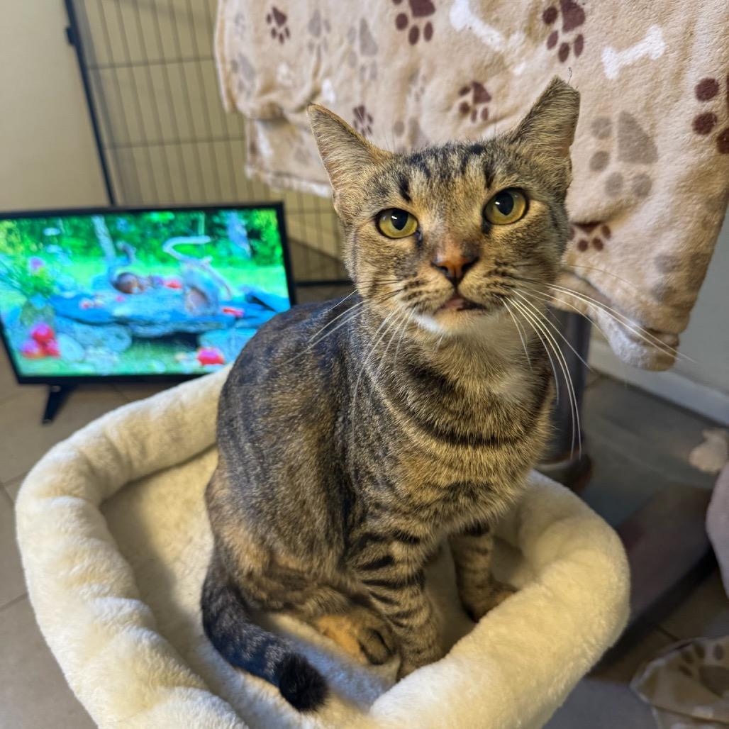 Doja Cat 2349, Adoptable, Young Female Domestic Short Hair.