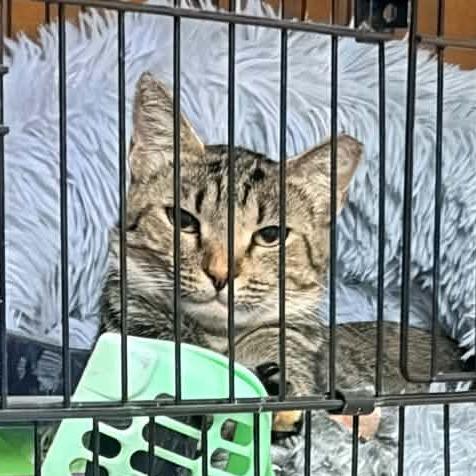 Enlarge Doja Cat 2349, a Adoptable Domestic Short Hair in Kansas City, MO image 2/2