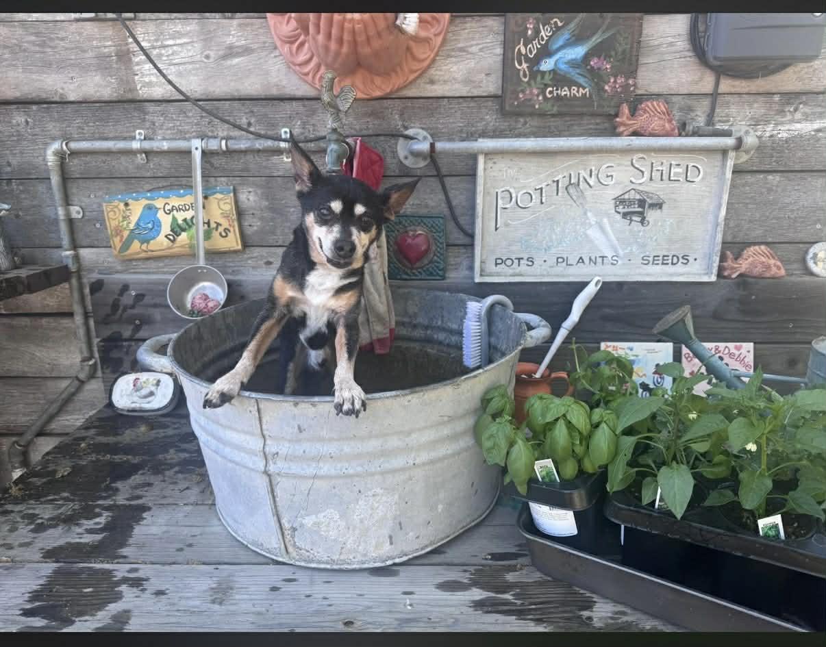 Enlarge Taco, a ADOPTABLE Chihuahua in valley springs, CA image 2/3