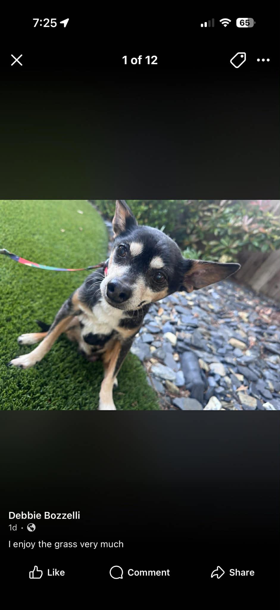 Enlarge Taco, a ADOPTABLE Chihuahua in valley springs, CA image 1/3