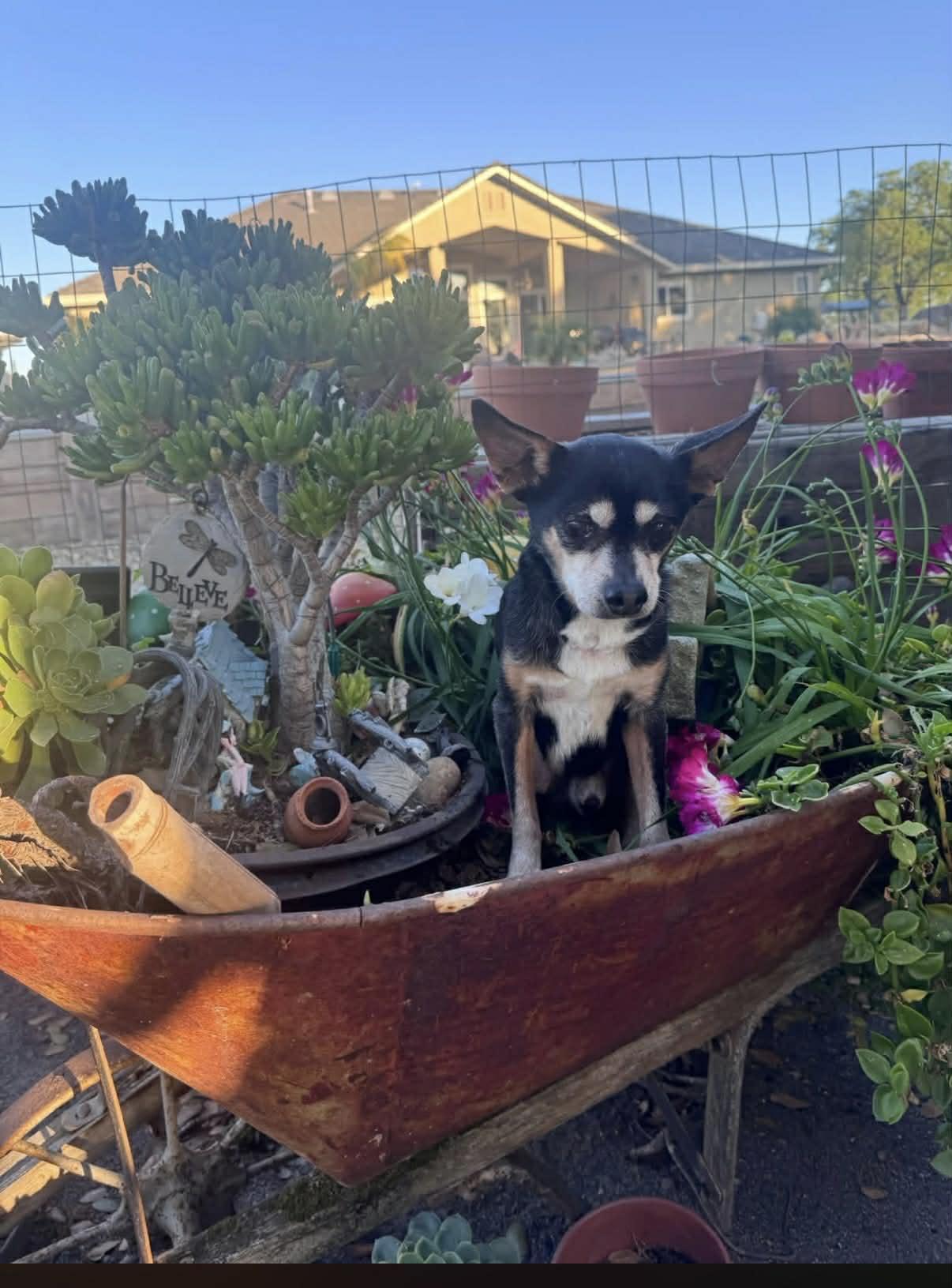 Enlarge Taco, a ADOPTABLE Chihuahua in valley springs, CA image 3/3