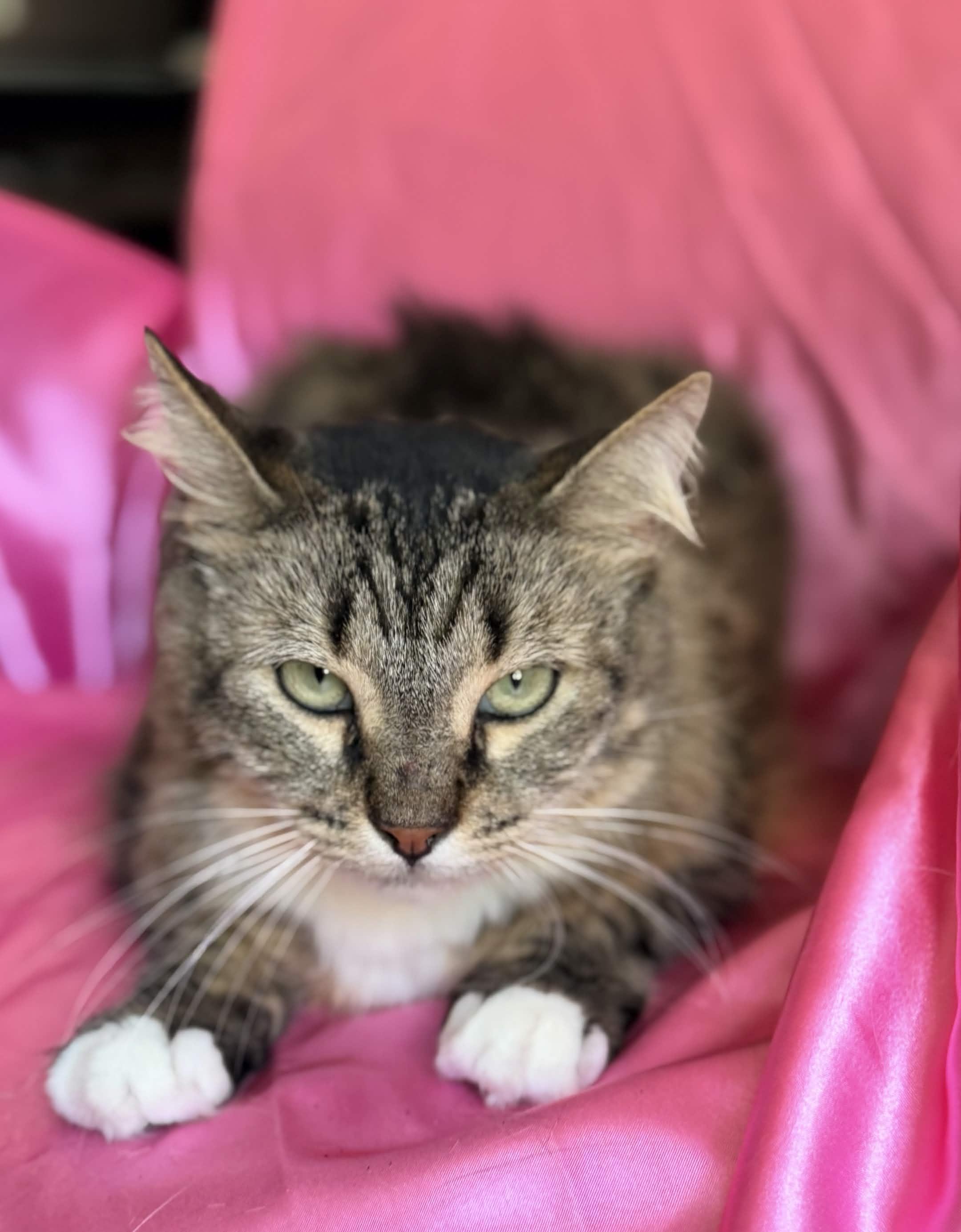 DANA, a ADOPTABLE Maine Coon in Rowland Heights, CA image 3/4