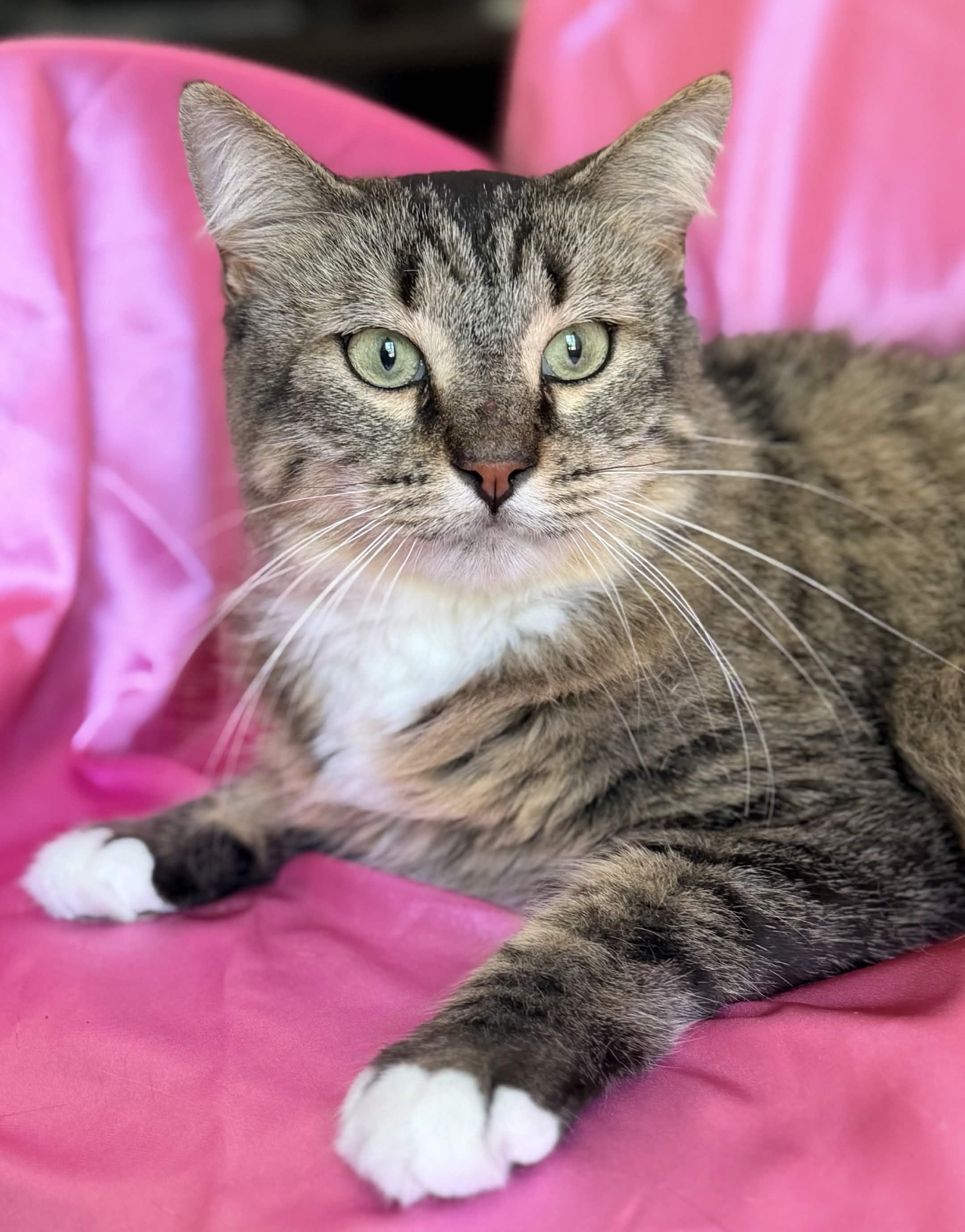 DANA, ADOPTABLE, Adult Female Maine Coon.