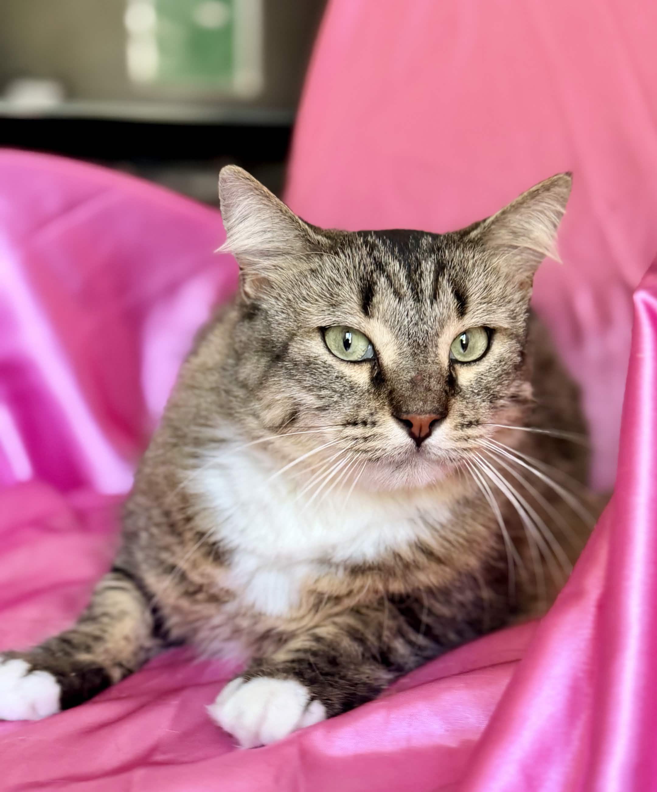DANA, a ADOPTABLE Maine Coon in Rowland Heights, CA image 2/4