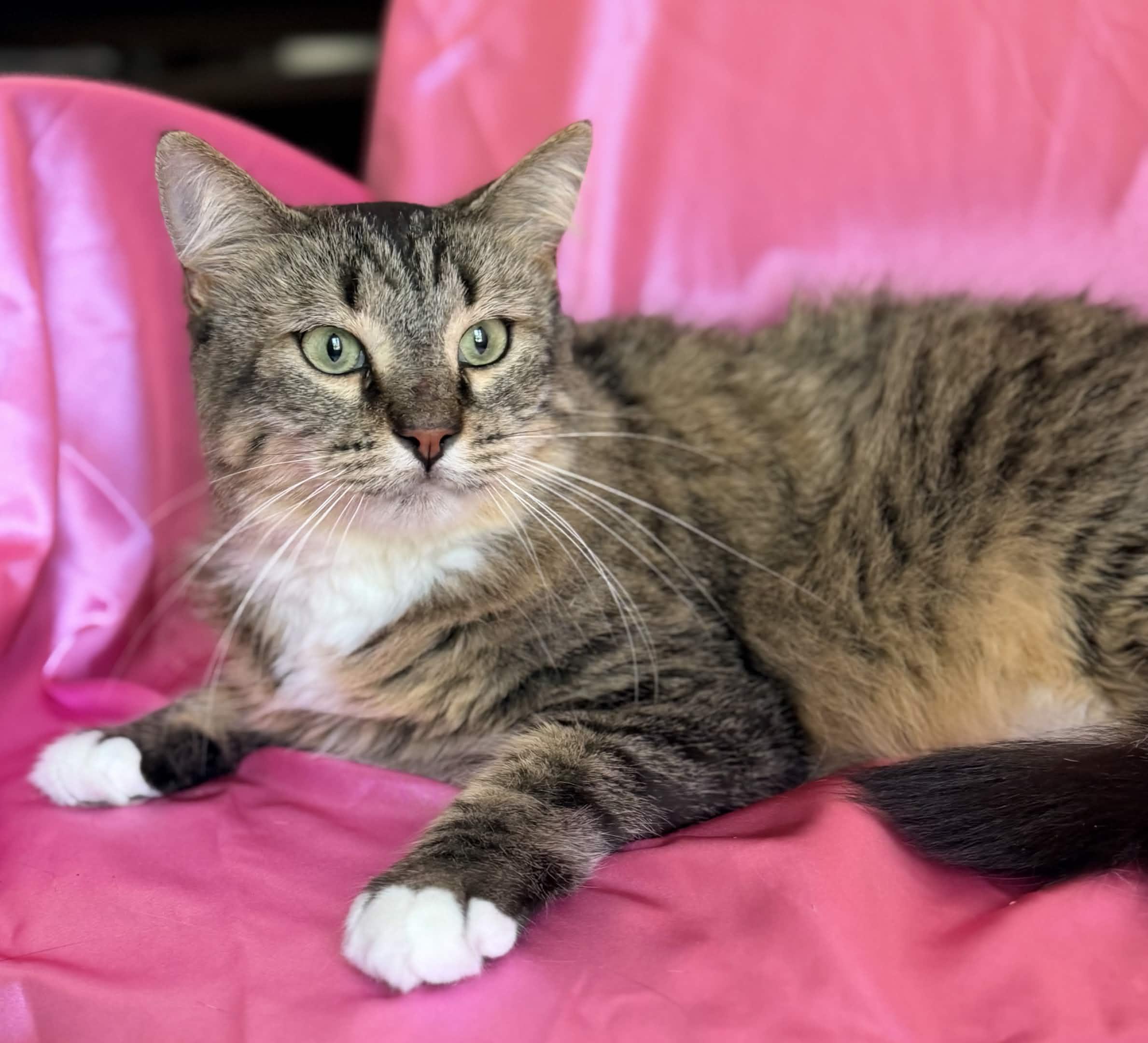 DANA, a ADOPTABLE Maine Coon in Rowland Heights, CA image 4/4