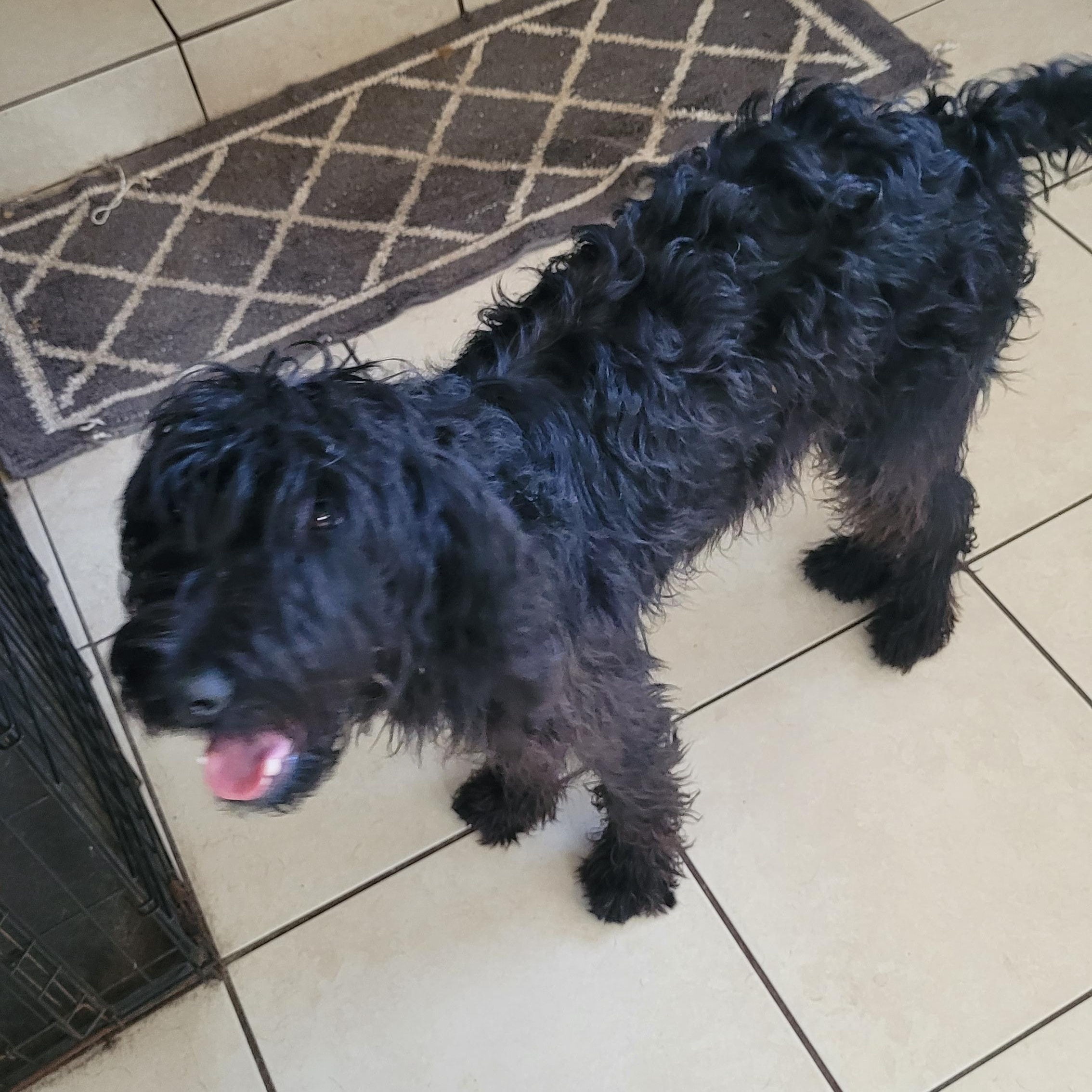 Enlarge Jet, a ADOPTABLE mixed breed in Chiefland, FL image 1/2