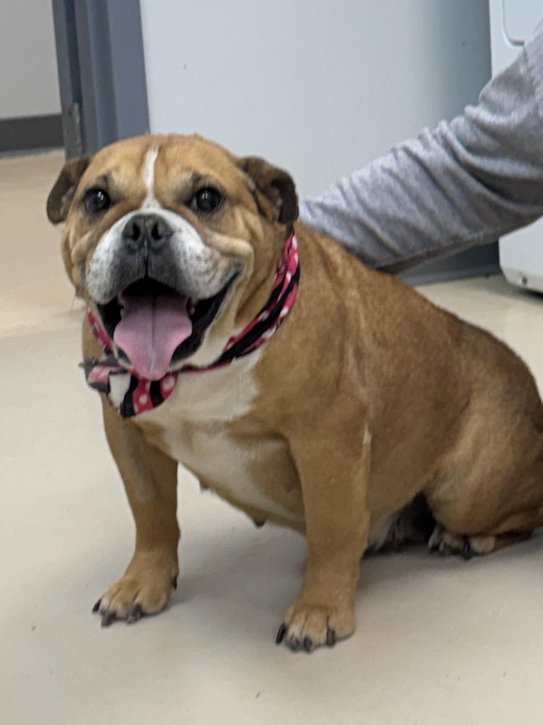 Jelly Bean, Adoptable, Adult Female English Bulldog.