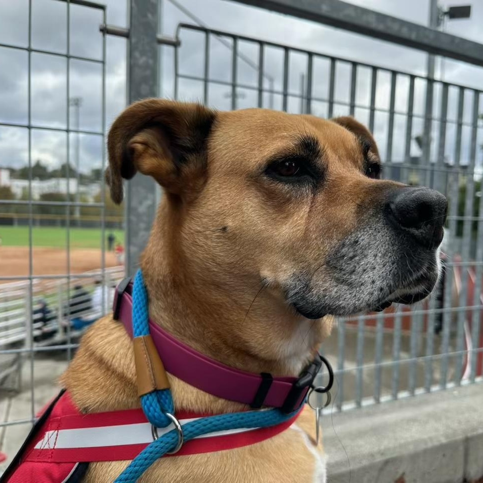 Sugar - The Sweetest Tripod You’ll Ever Mee!t FOSTER NEEDED