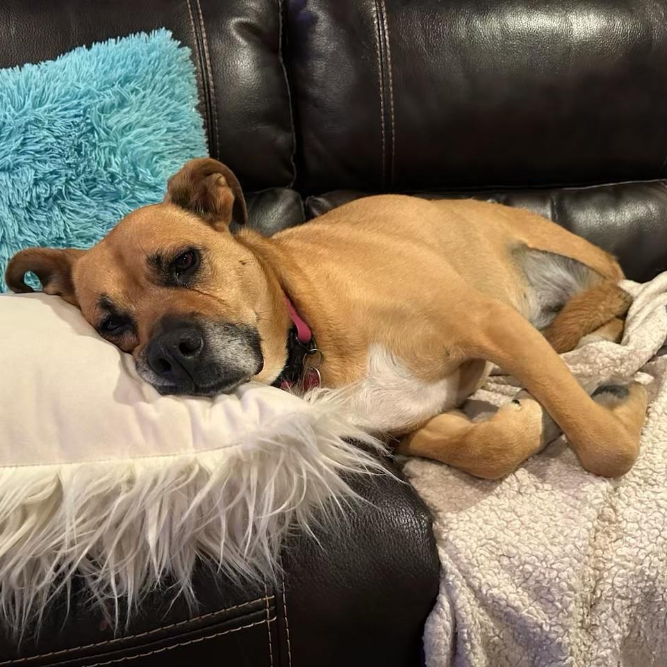 Sugar - The Sweetest Tripod You’ll Ever Mee!t FOSTER NEEDED, a Adoptable mixed breed in Seattle, WA image 4/6