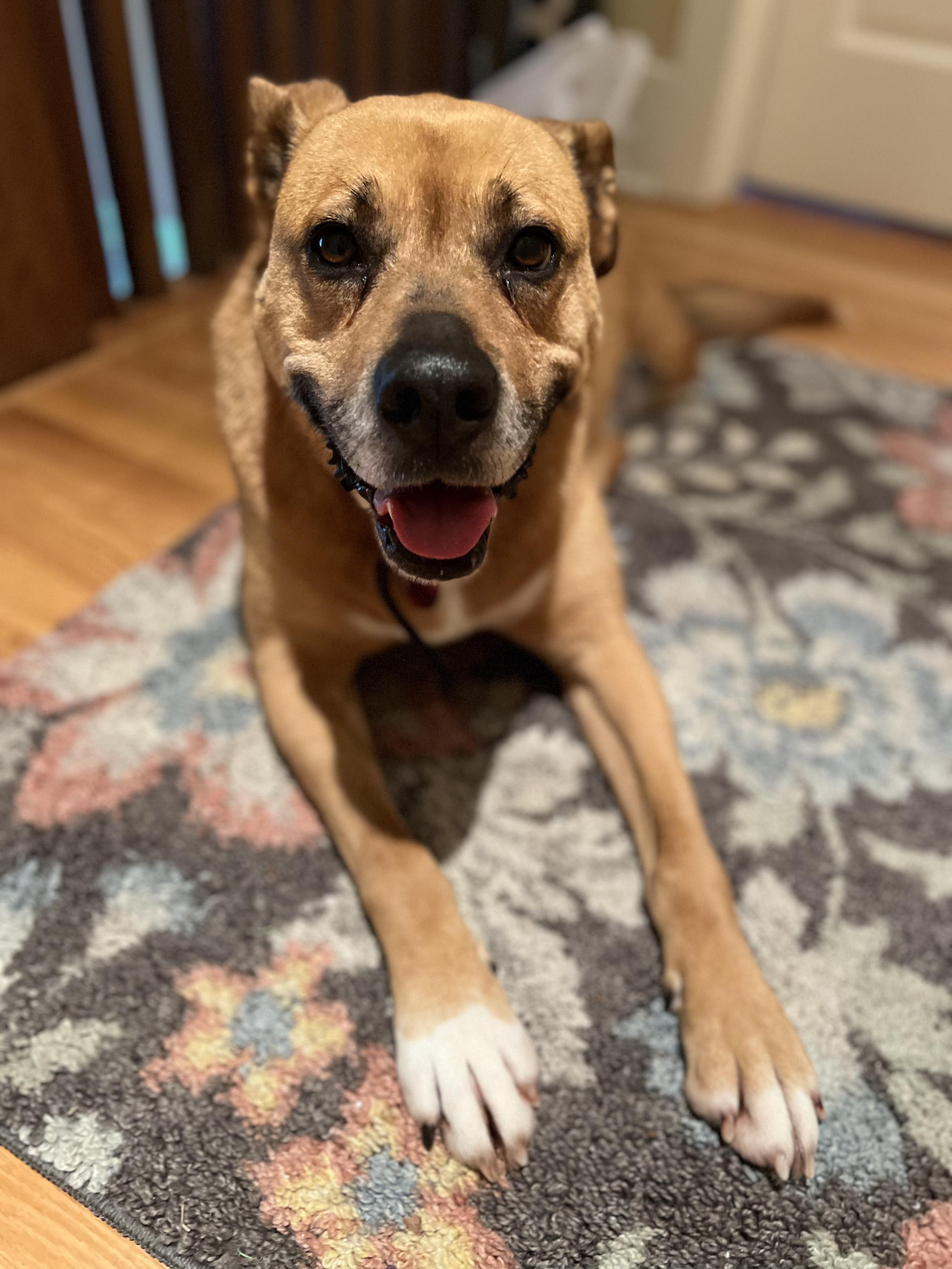 Sugar - The Sweetest Tripod You’ll Ever Mee!t FOSTER NEEDED