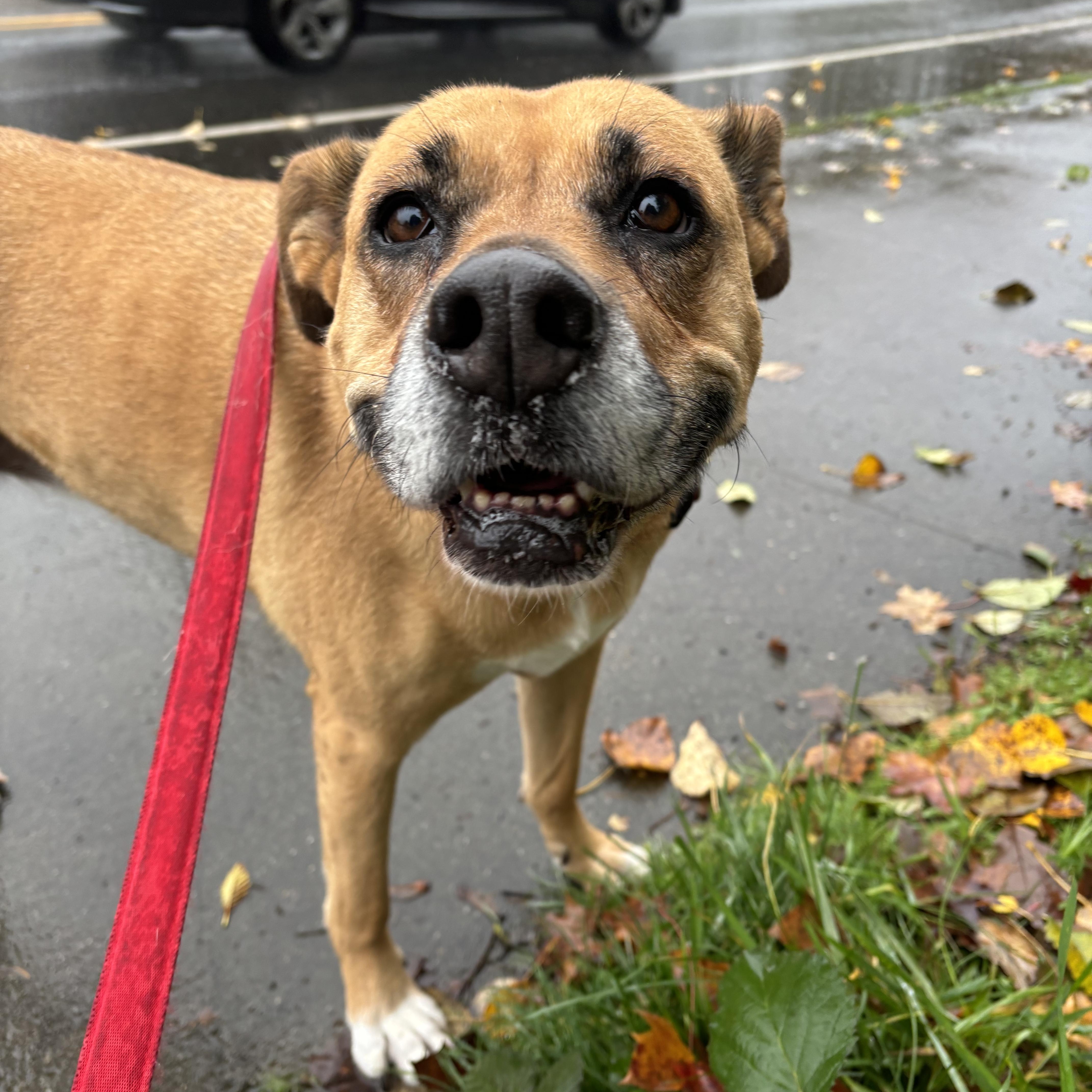 Sugar - The Sweetest Tripod You’ll Ever Mee!t FOSTER NEEDED, Adoptable, Adult Female Boxer & Labrador Retriever.