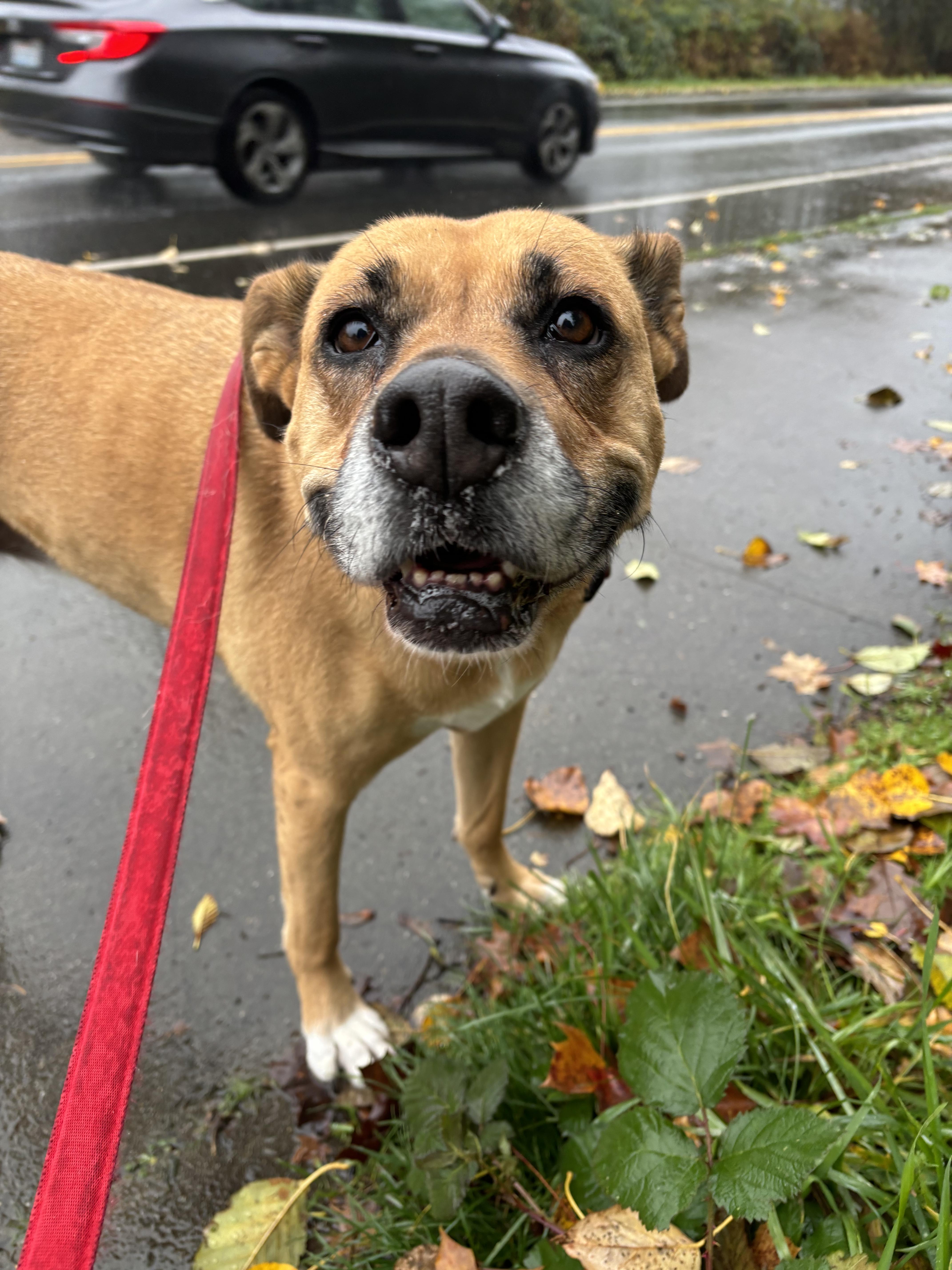 Sugar - The Sweetest Tripod You’ll Ever Mee!t FOSTER NEEDED