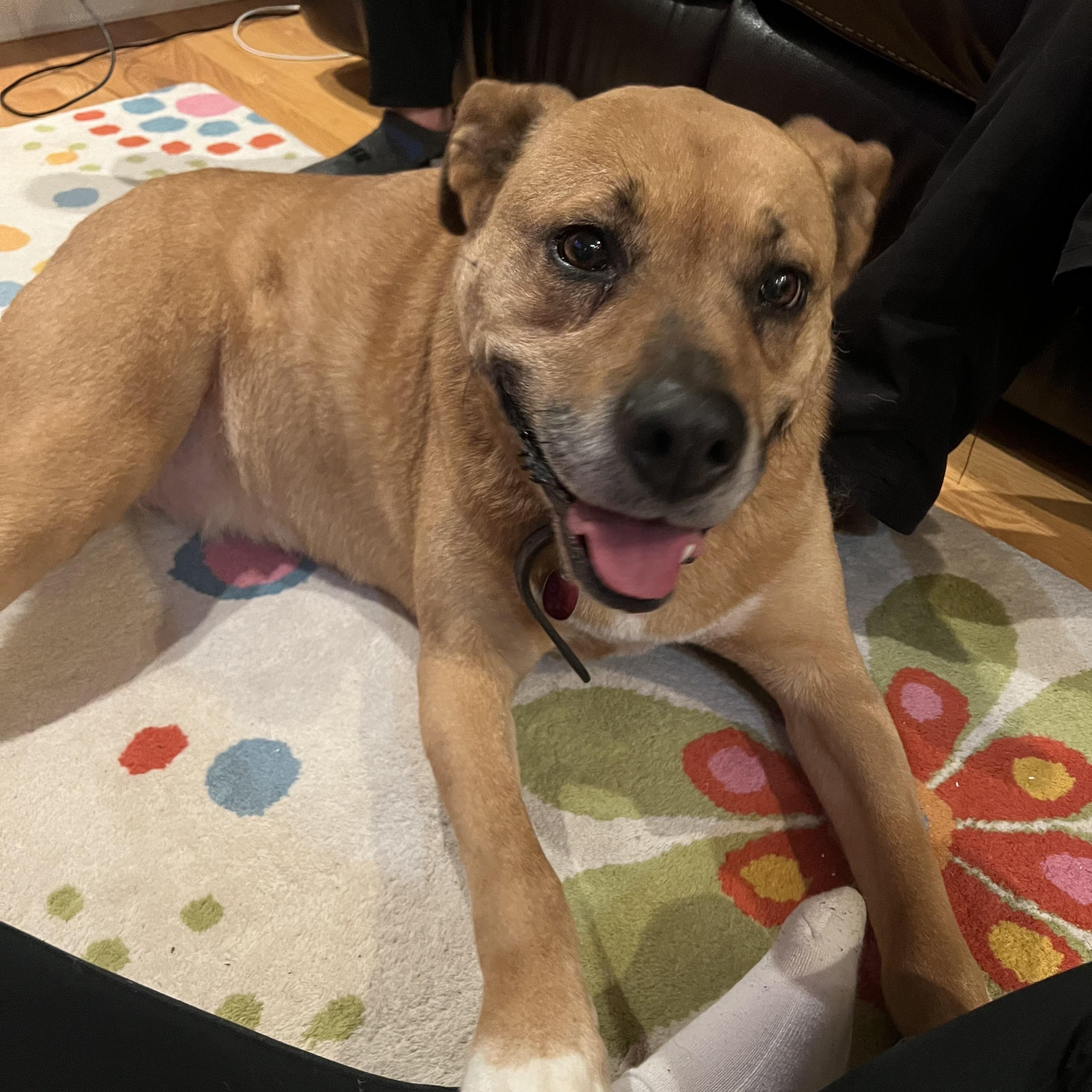 Sugar - The Sweetest Tripod You’ll Ever Mee!t FOSTER NEEDED, a Adoptable mixed breed in Seattle, WA image 2/6