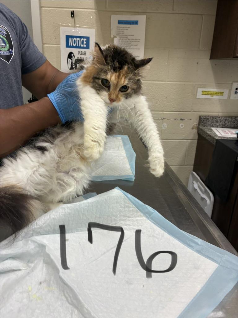 Enlarge 2026-06-176, a Adopted mixed breed in Winder, GA image 1/1