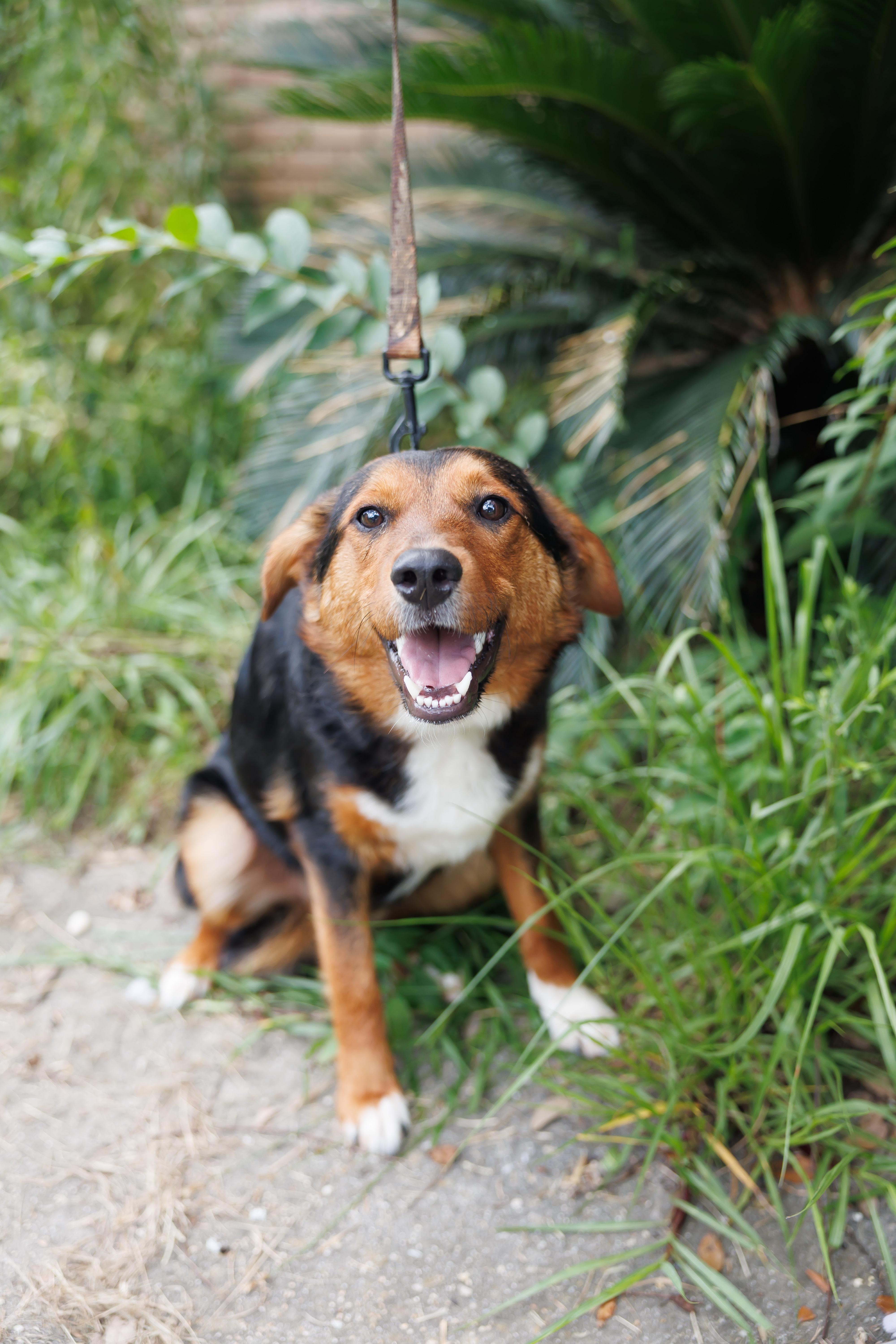 Enlarge Jalen, a Adopted mixed breed in St. Clair, PA image 4/5