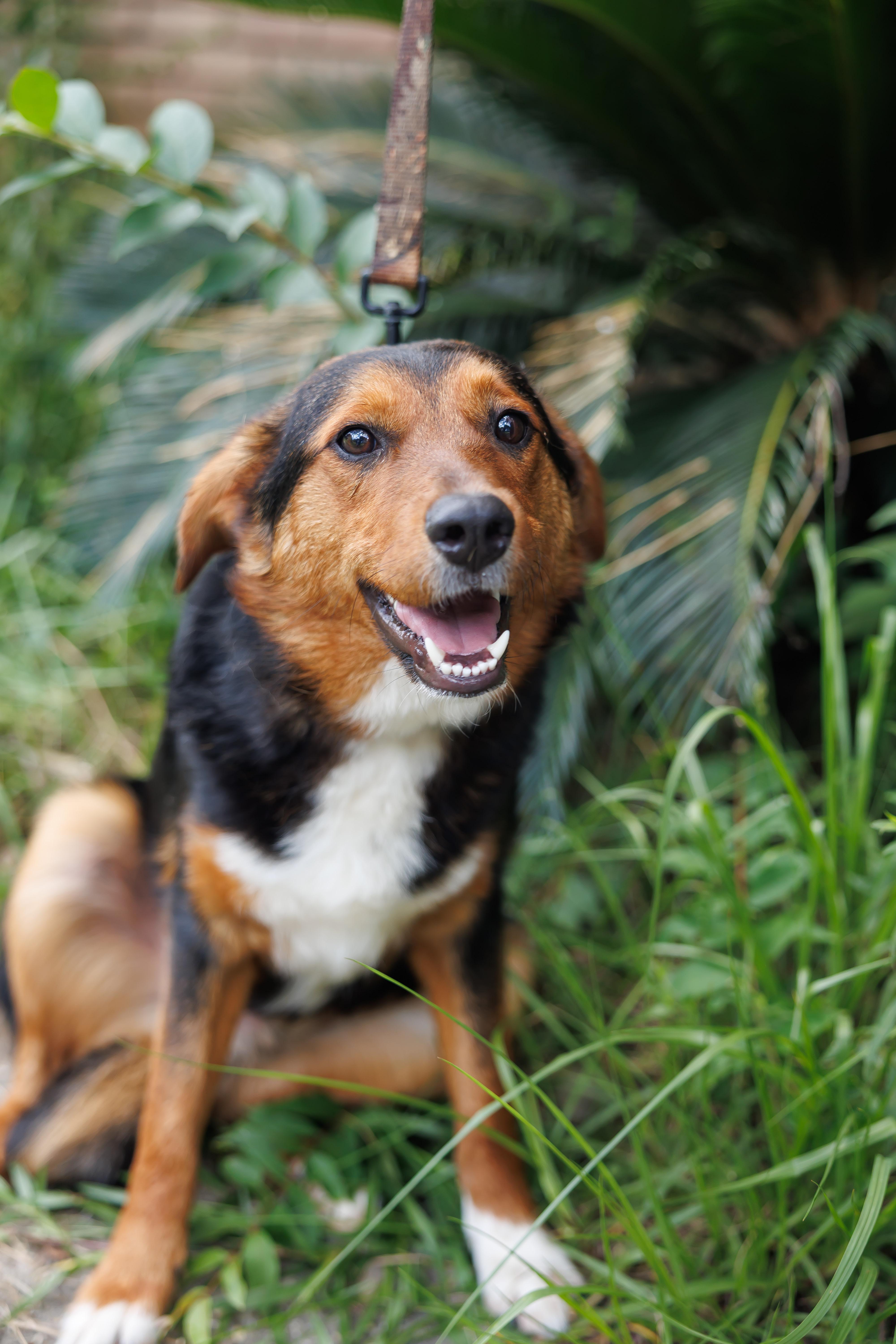 Enlarge Jalen, a Adopted mixed breed in St. Clair, PA image 2/5
