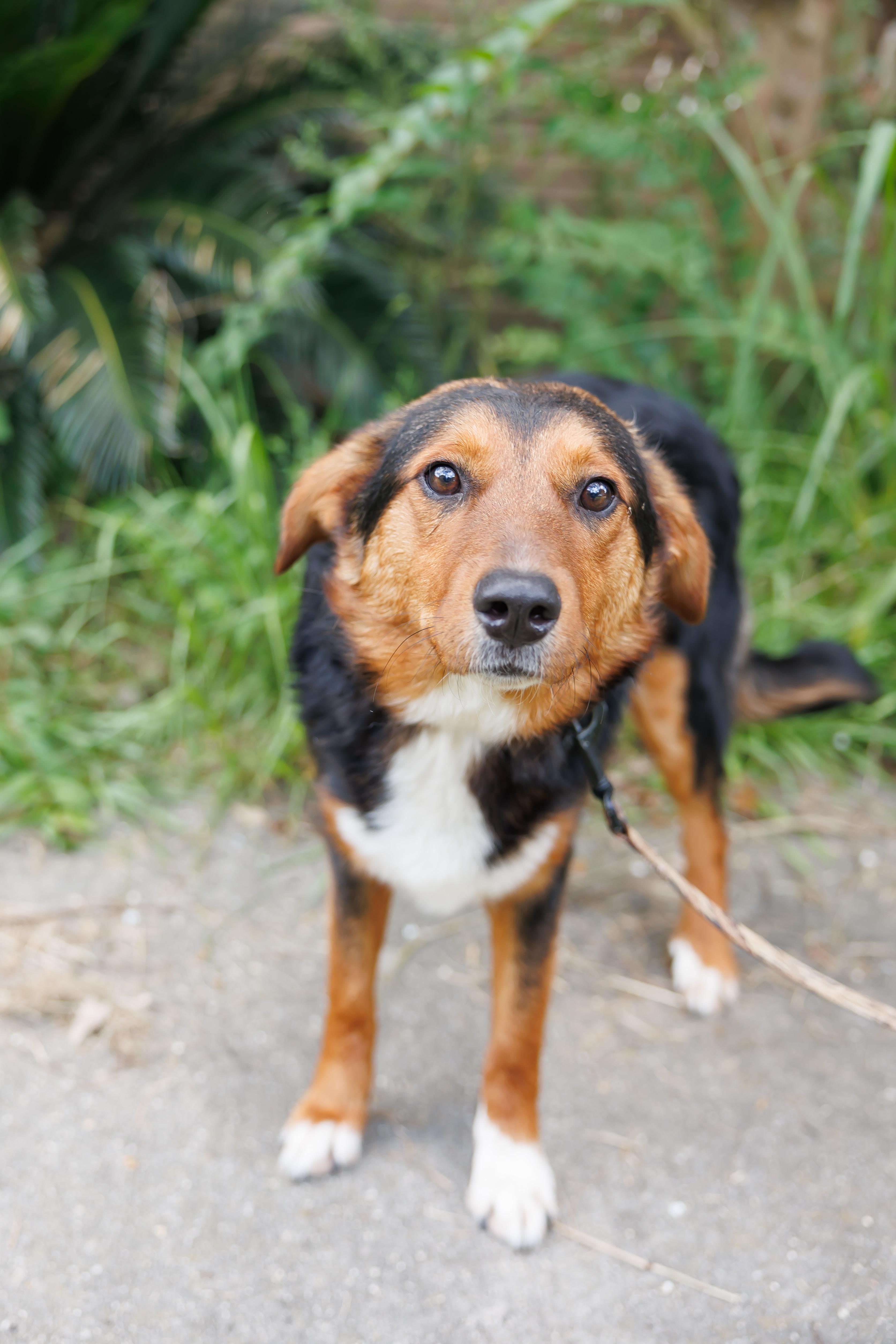 Enlarge Jalen, a Adopted mixed breed in St. Clair, PA image 5/5