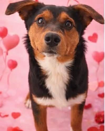 Enlarge Jalen, a Adopted mixed breed in St. Clair, PA image 1/5