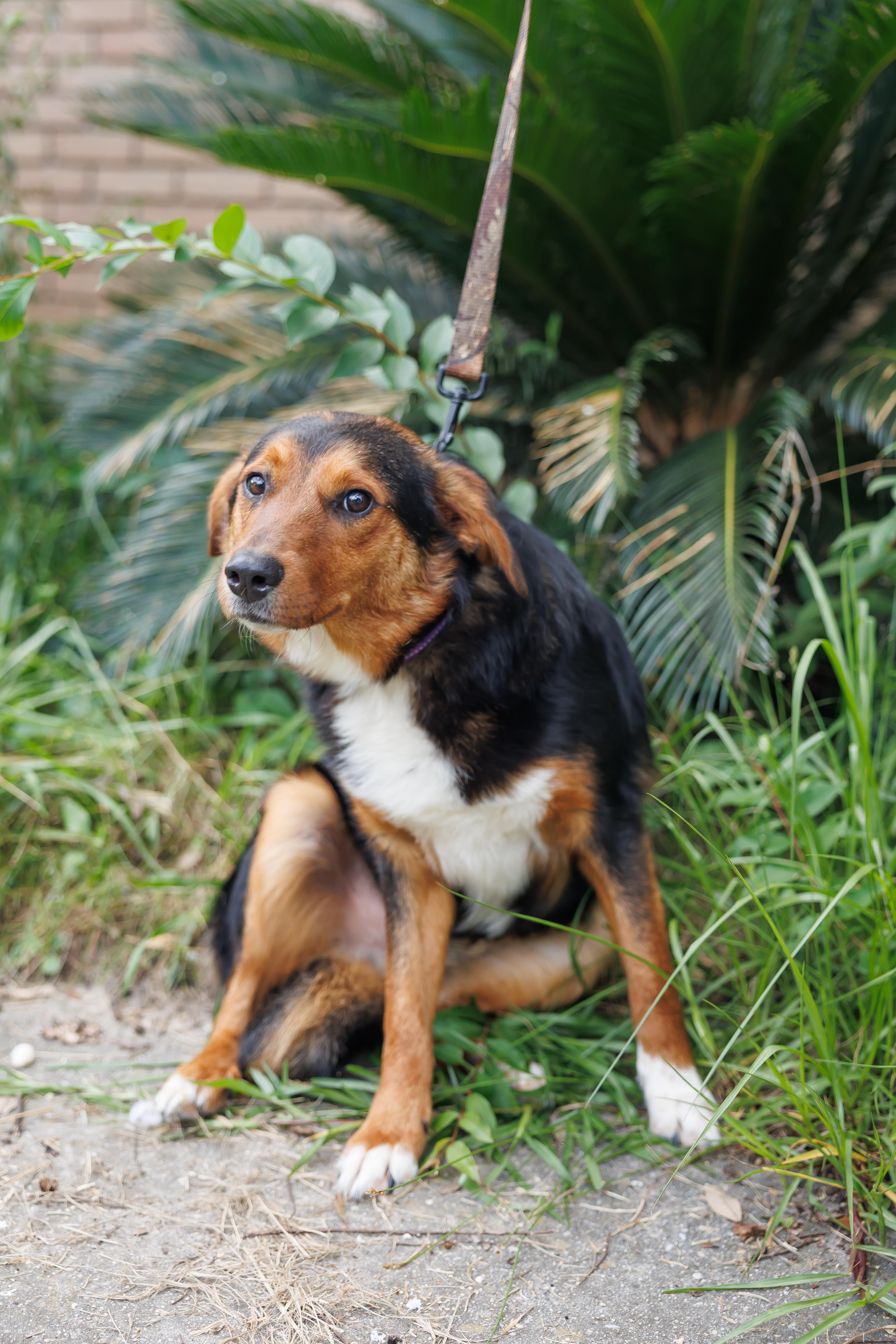 Enlarge Jalen, a Adopted mixed breed in St. Clair, PA image 3/5