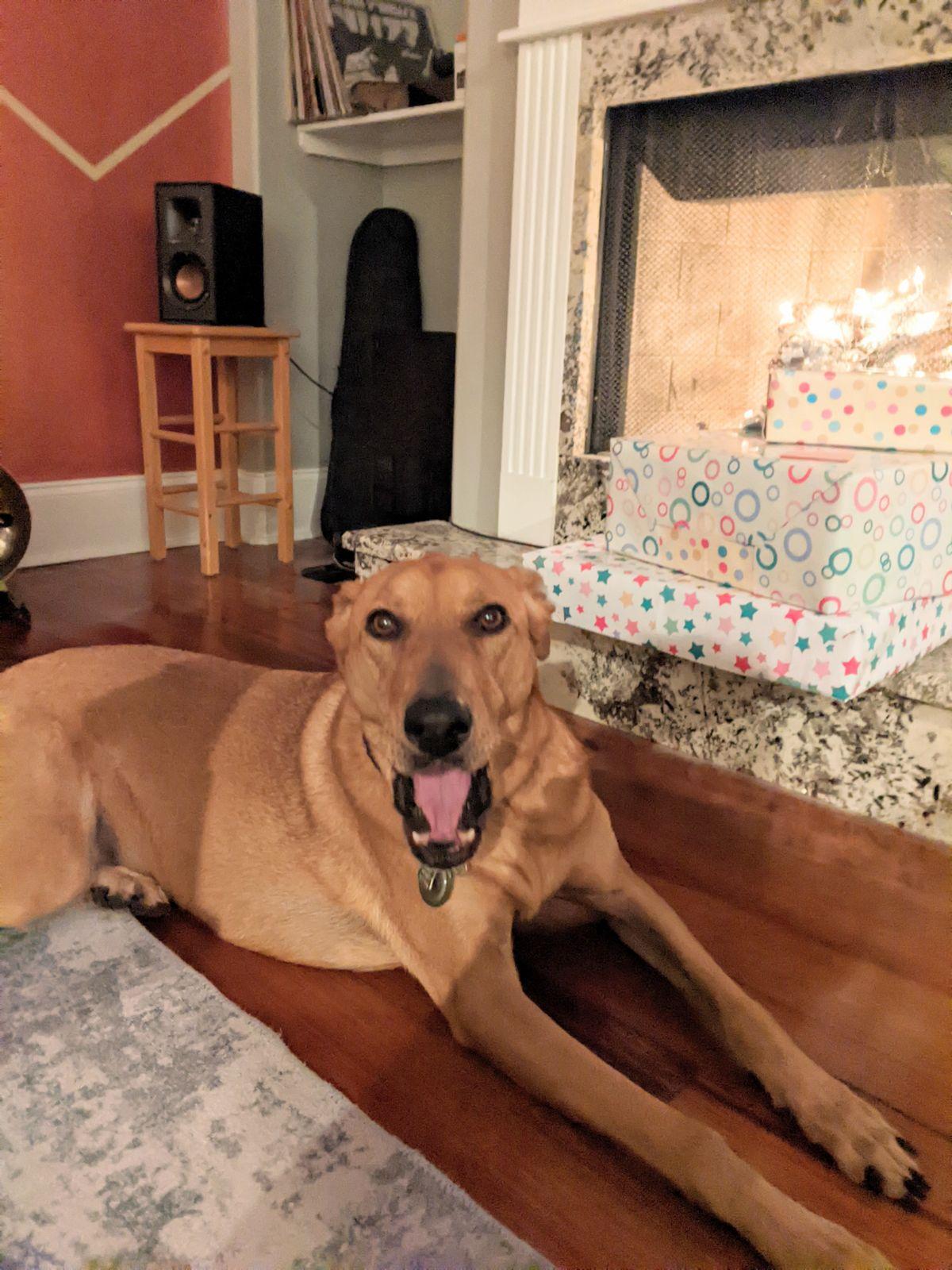 Shiva is a stunning and sweet girl ready to race into your heart At around 5 years old this 65-lb