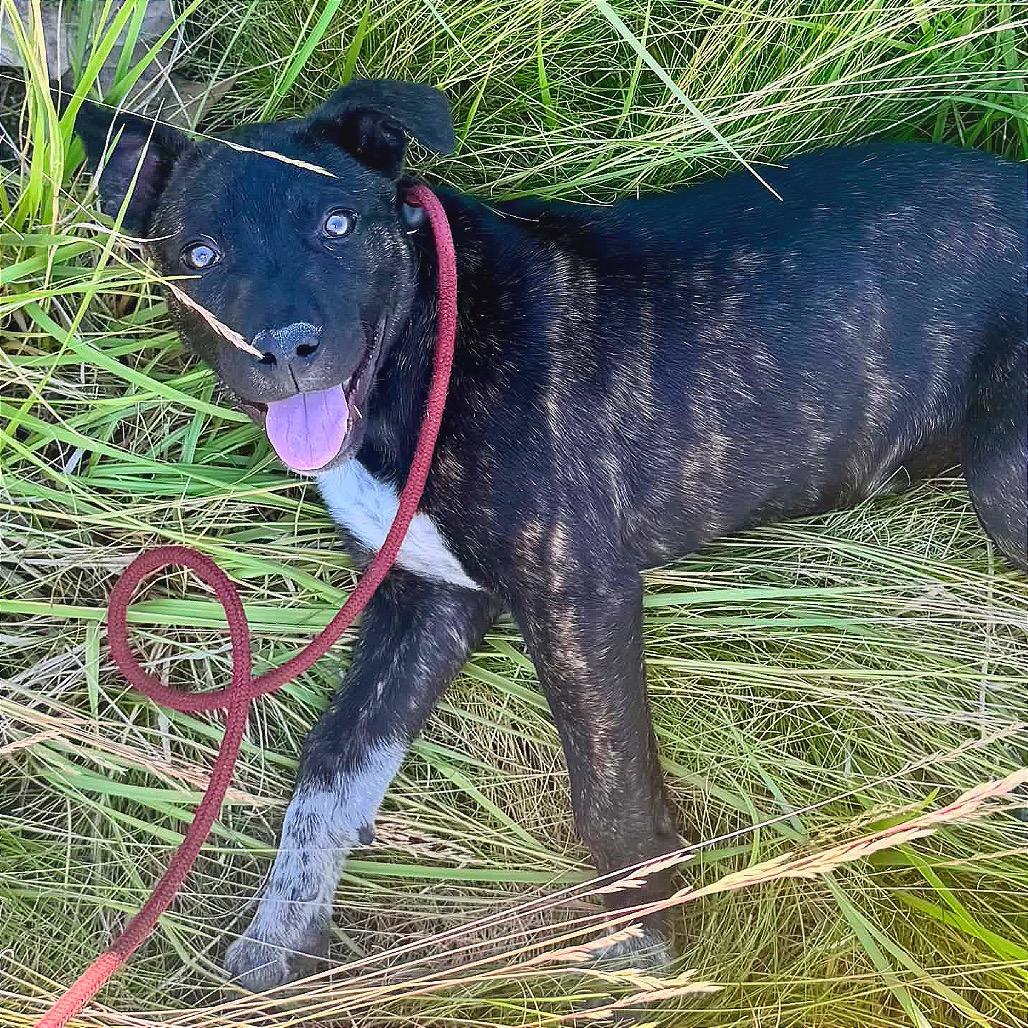 Reeses, Adoptable, Puppy Female Cattle Dog & Mixed Breed.