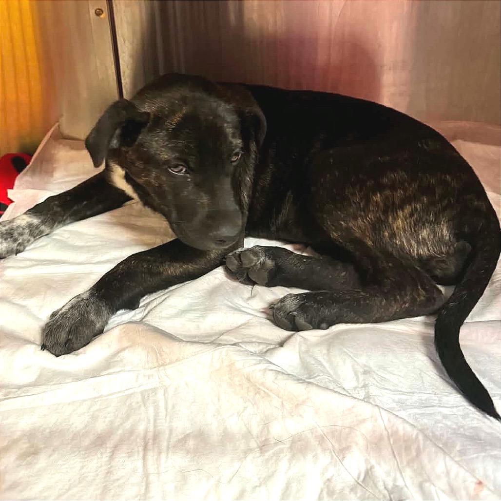 Enlarge Reeses, a Adoptable mixed breed in TONASKET, WA image 2/4
