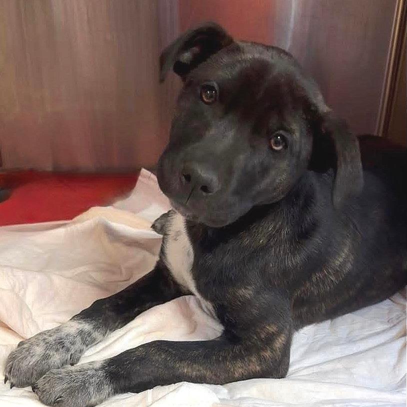 Enlarge Reeses, a Adoptable mixed breed in TONASKET, WA image 3/4