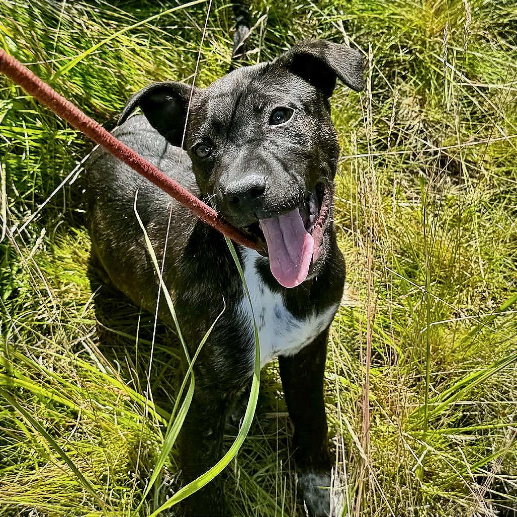 Enlarge Reeses, a Adoptable mixed breed in TONASKET, WA image 4/4