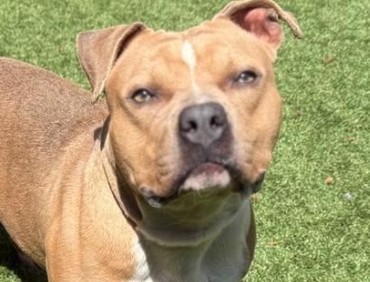 URGENT! ON THE DEADLINE LIST - Will you save my life? Ozzy #A542065