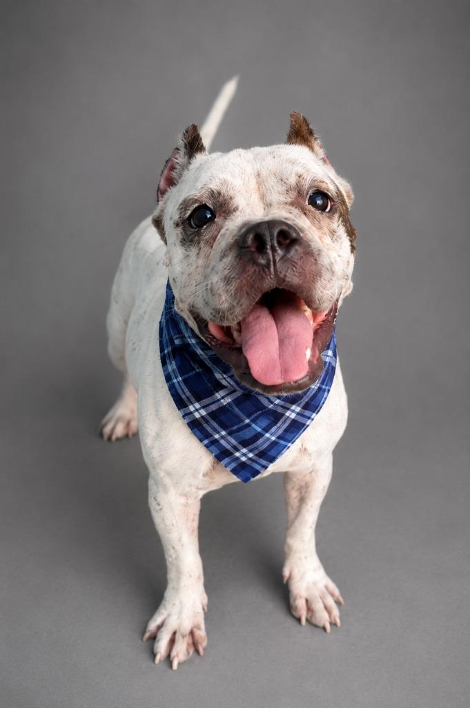 Mackie, Adopted, Adult Male English Bulldog & American Staffordshire Terrier.