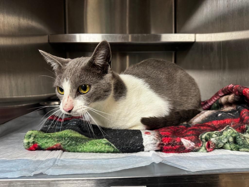 Novak, Adoptable, Kitten Male Domestic Short Hair.