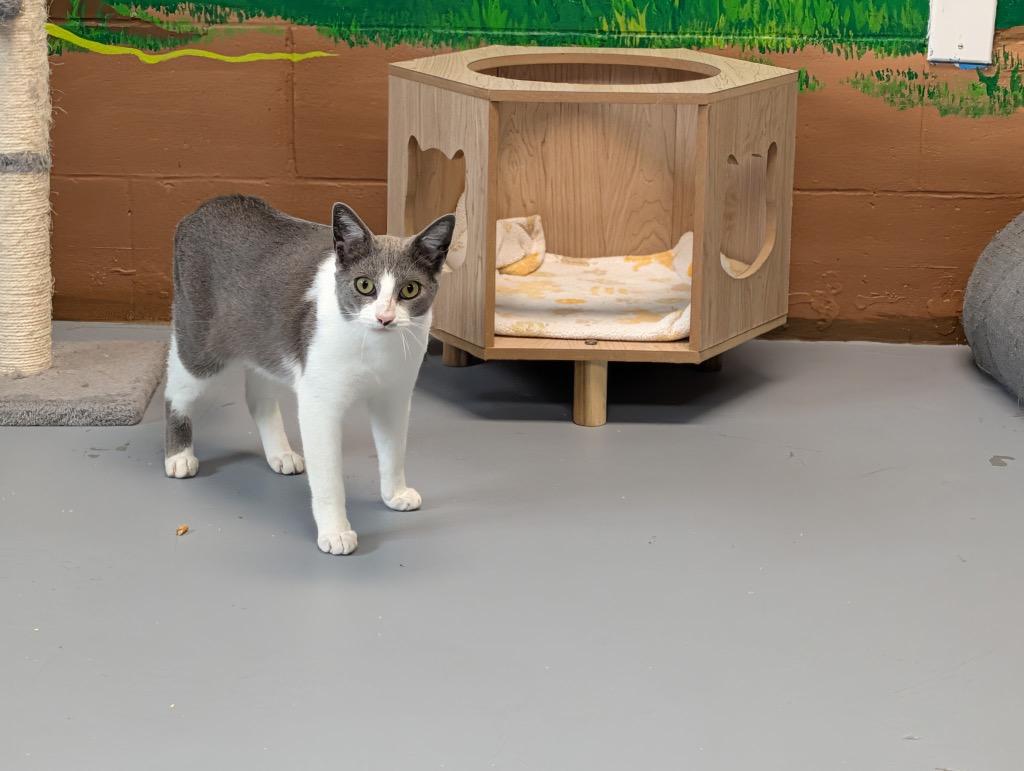 Novak, a Adoptable mixed breed in Shelbyville, TN image 4/4