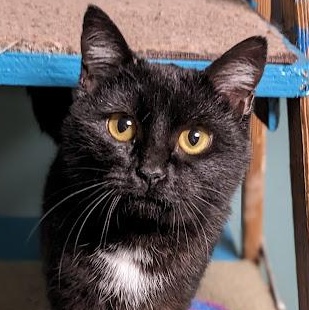 Jovie, a ADOPTABLE Domestic Short Hair in Knox, PA image 1/6