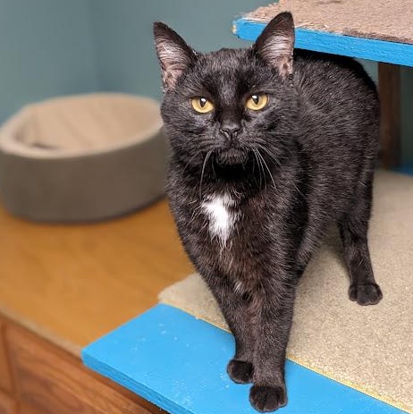 Jovie, a ADOPTABLE Domestic Short Hair in Knox, PA image 5/6