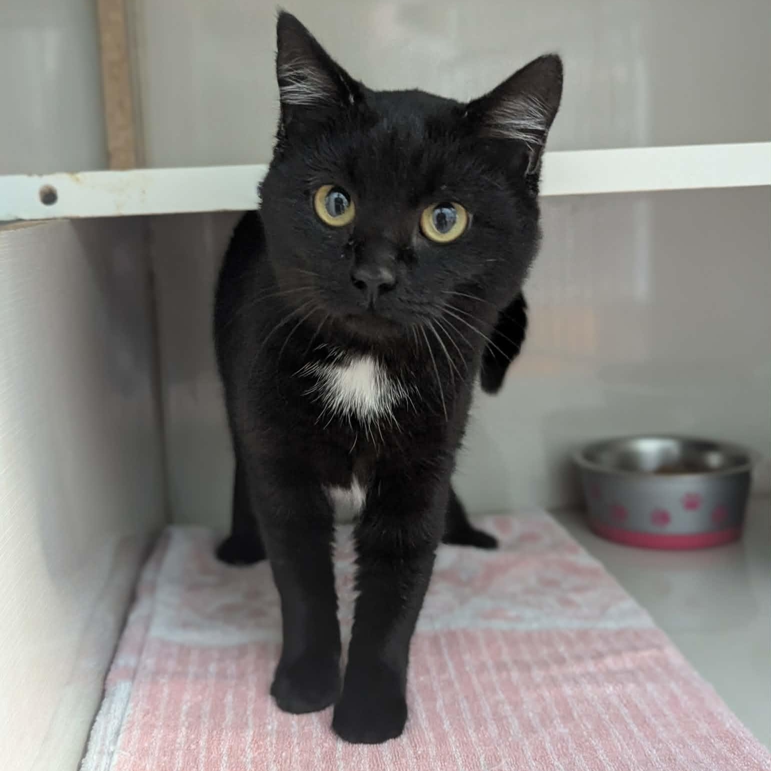 Jovie, a ADOPTABLE Domestic Short Hair in Knox, PA image 3/6