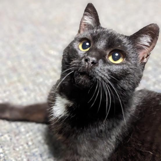 Jovie, a ADOPTABLE Domestic Short Hair in Knox, PA image 2/6