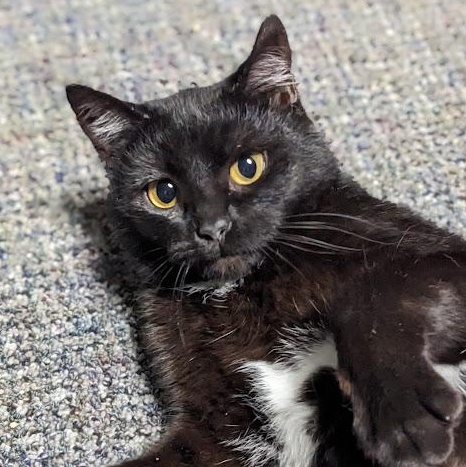 Jovie, a ADOPTABLE Domestic Short Hair in Knox, PA image 6/6