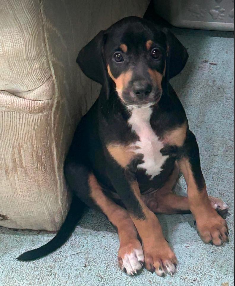 Howard - Puppy of Pennie, Adoptable, Puppy Male Irish Setter.