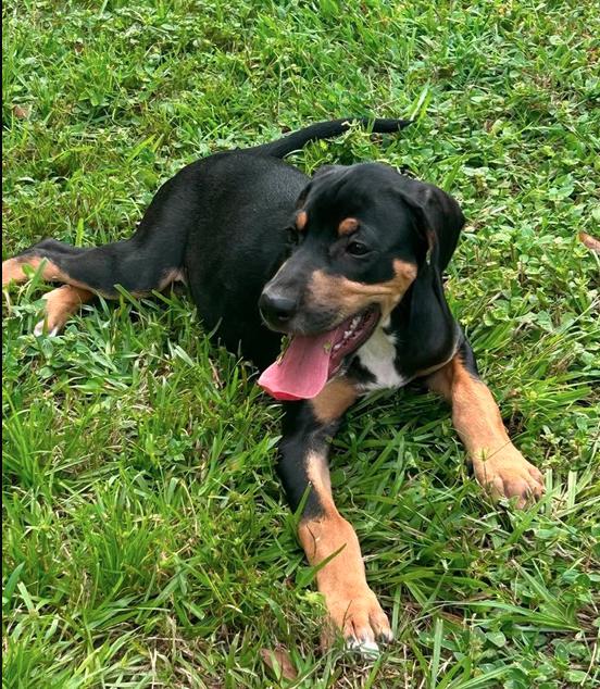 Howard - Puppy of Pennie, Adoptable, Puppy Male Irish Setter & Dachshund.