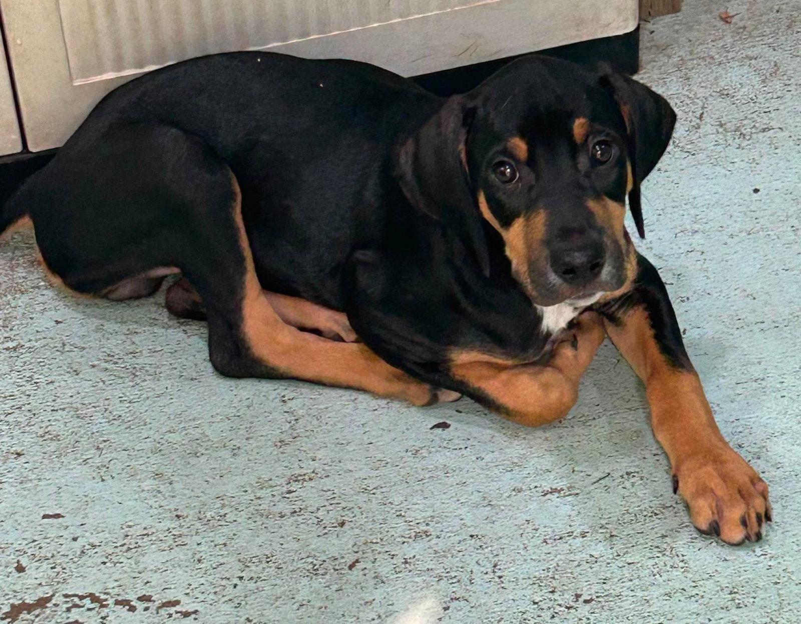 Enlarge Howard - Puppy of Pennie, a Adoptable mixed breed in Osteen, FL image 2/3