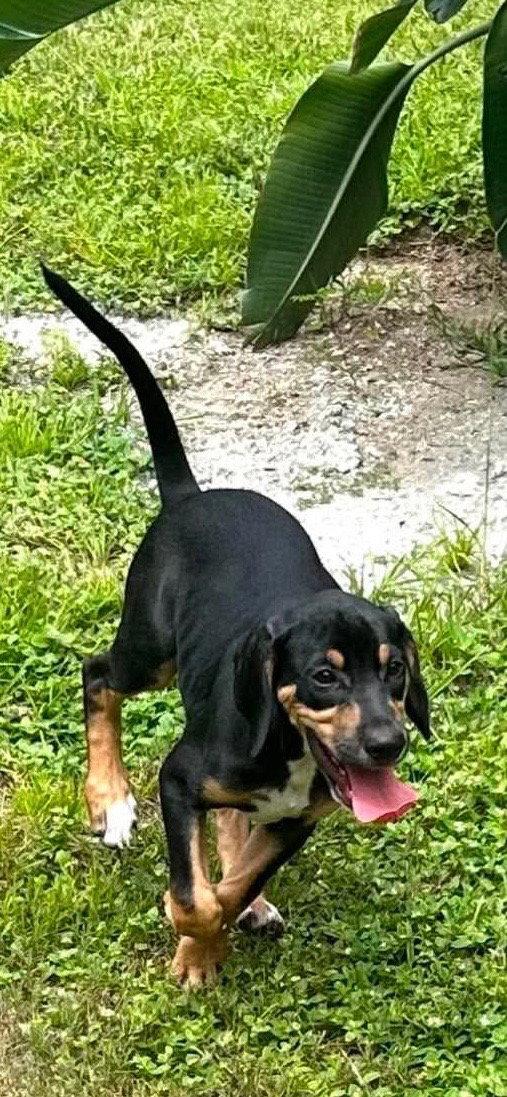 Enlarge Howard - Puppy of Pennie, a Adoptable mixed breed in Osteen, FL image 3/3