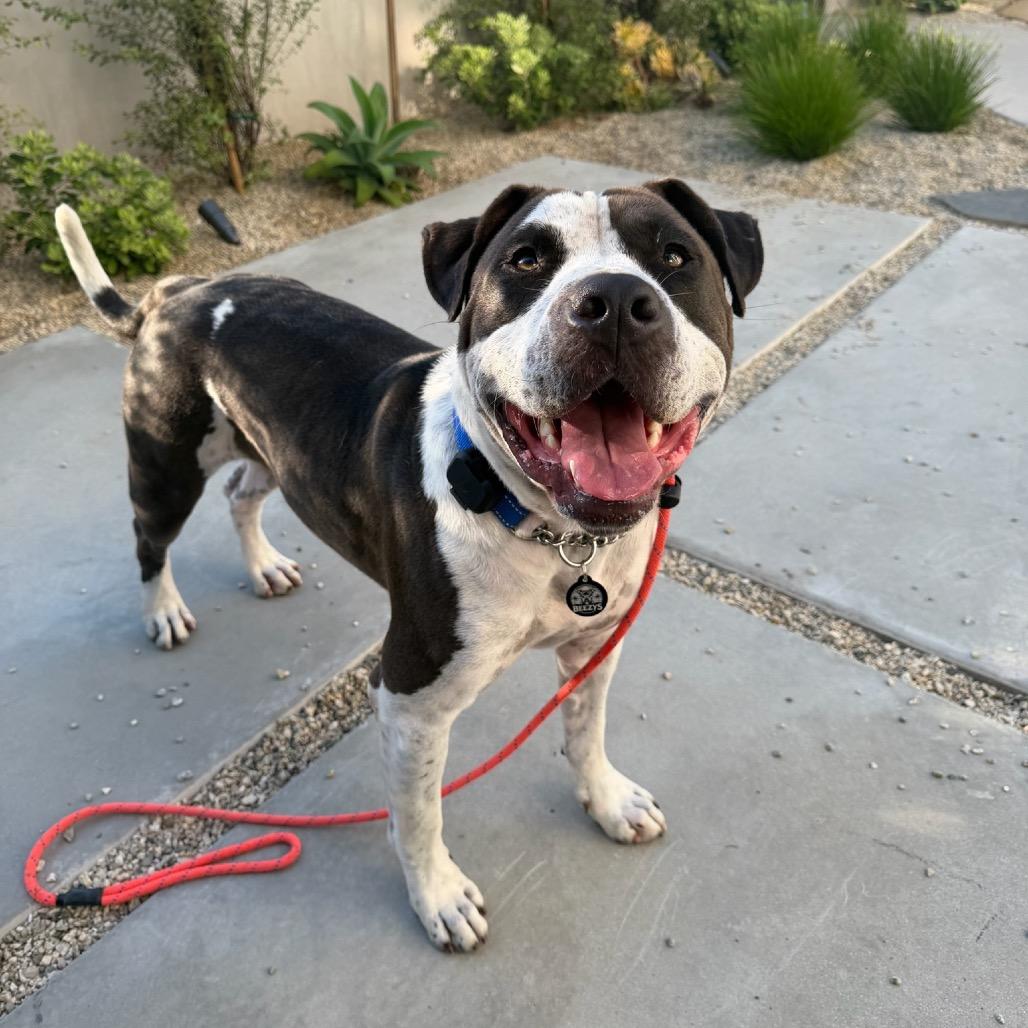 Stitch, ADOPTABLE, Adult • Male, American Staffordshire Terrier.